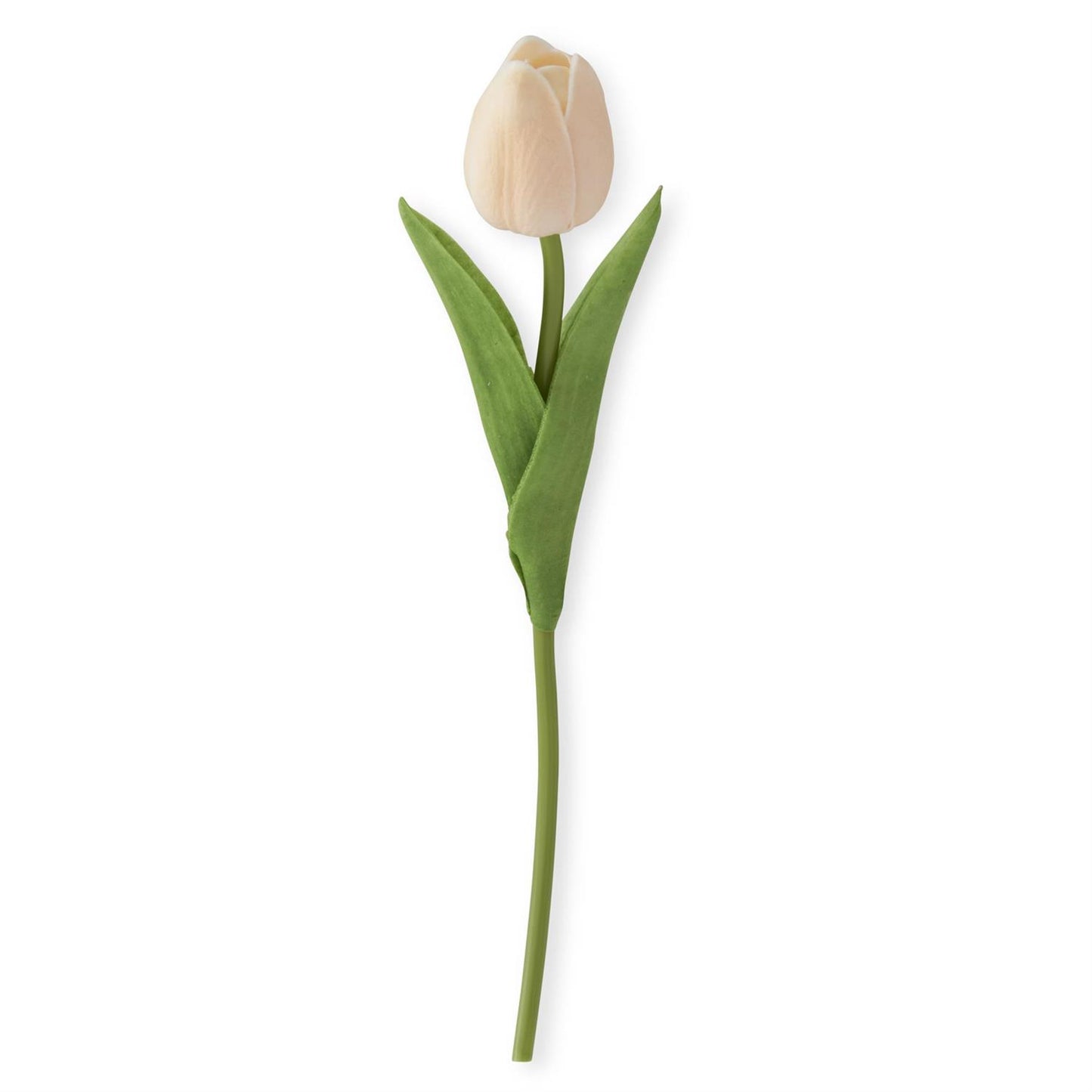 single stem of light peach tulip