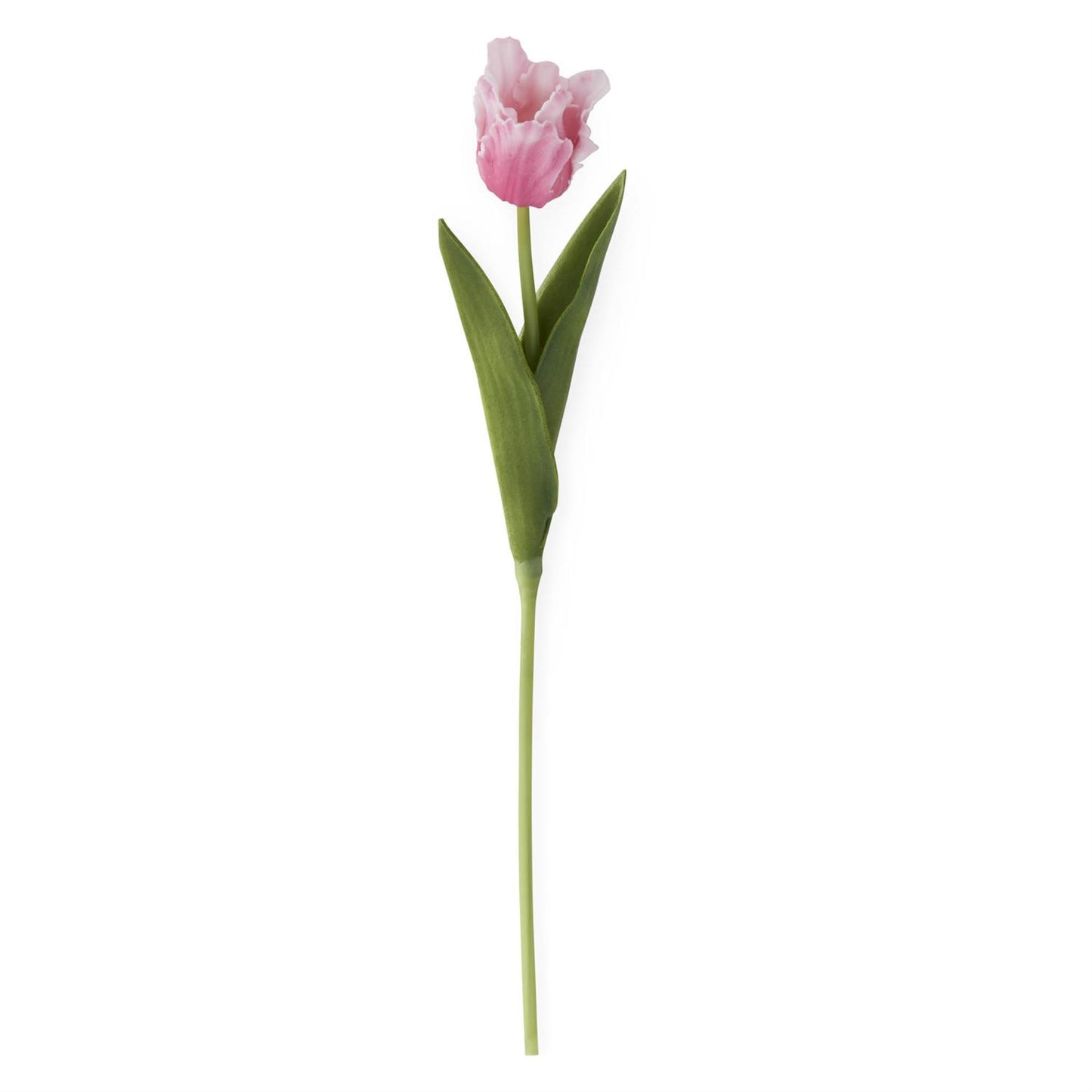single stem of mauve tulip