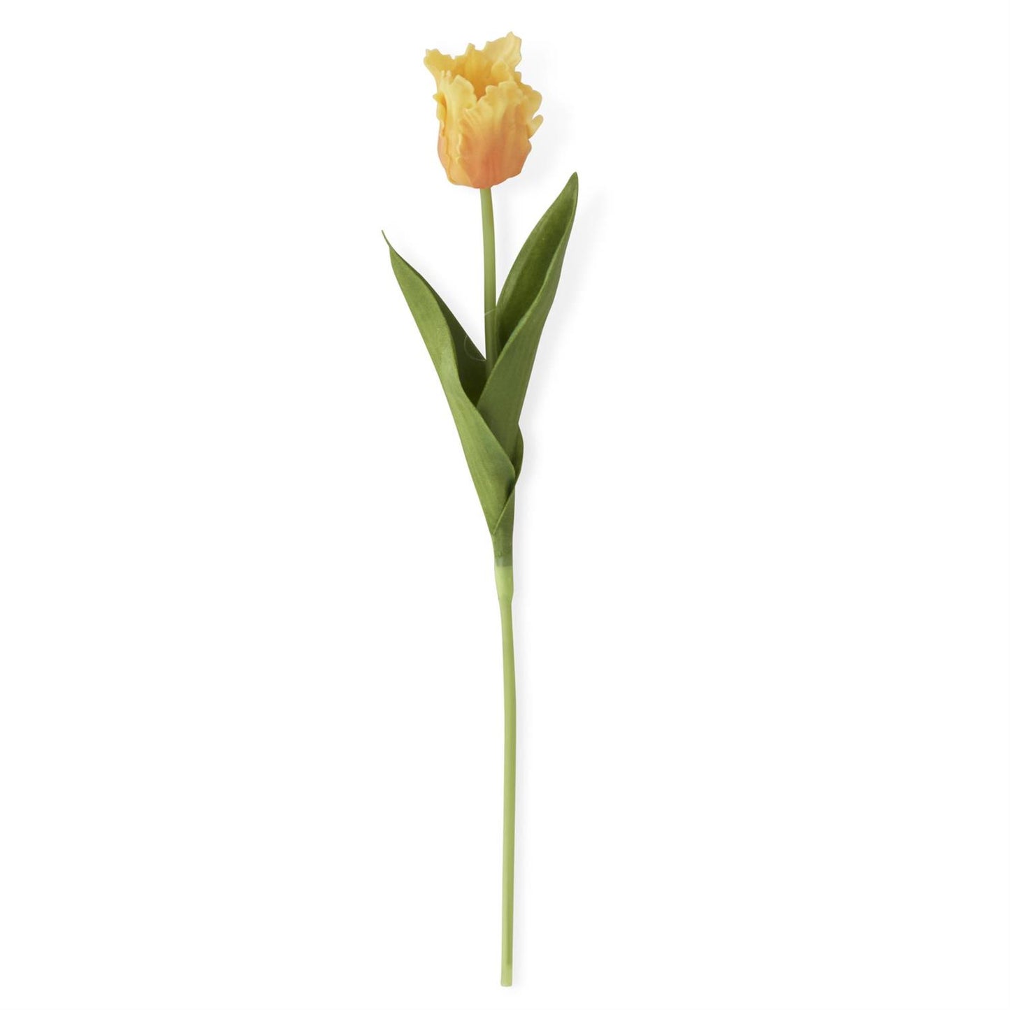 Single light orange tulip on a white background