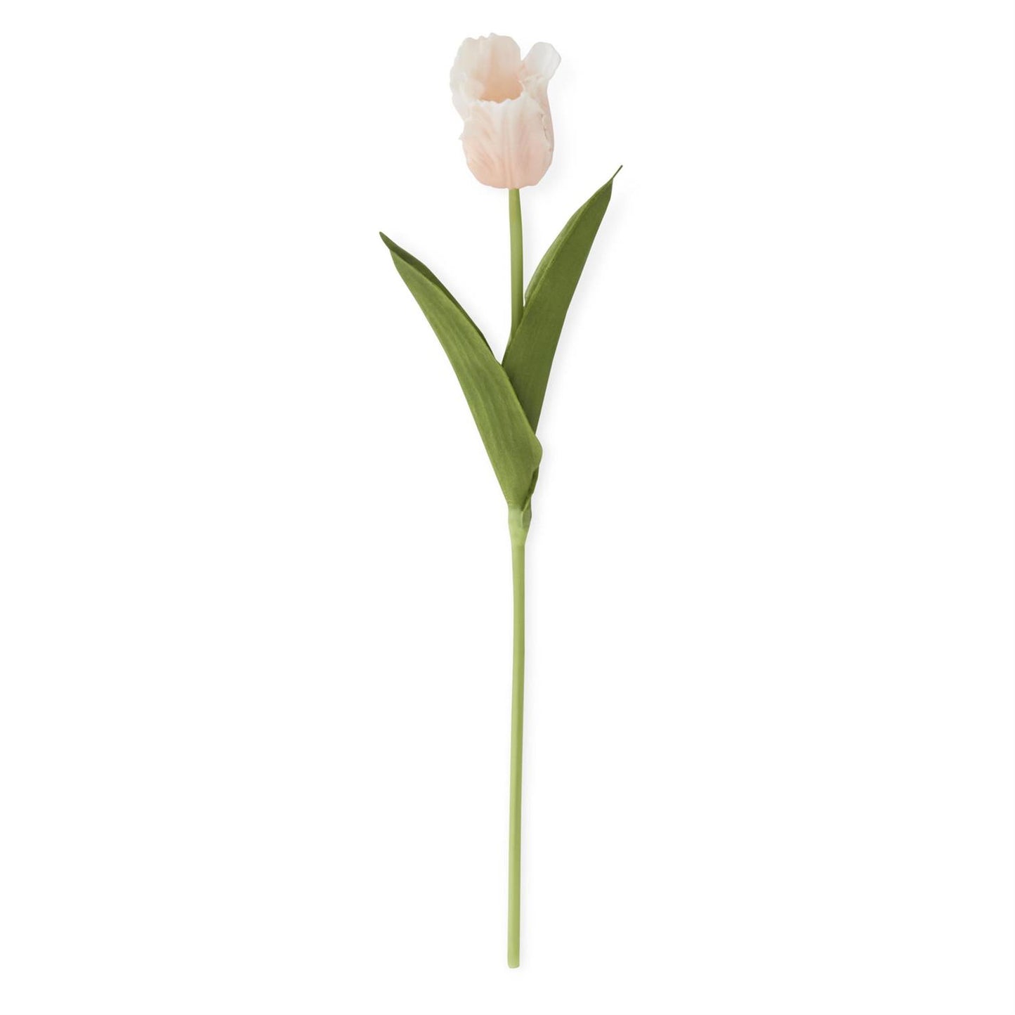 Single light peach parrot tulip with green stem on a white background