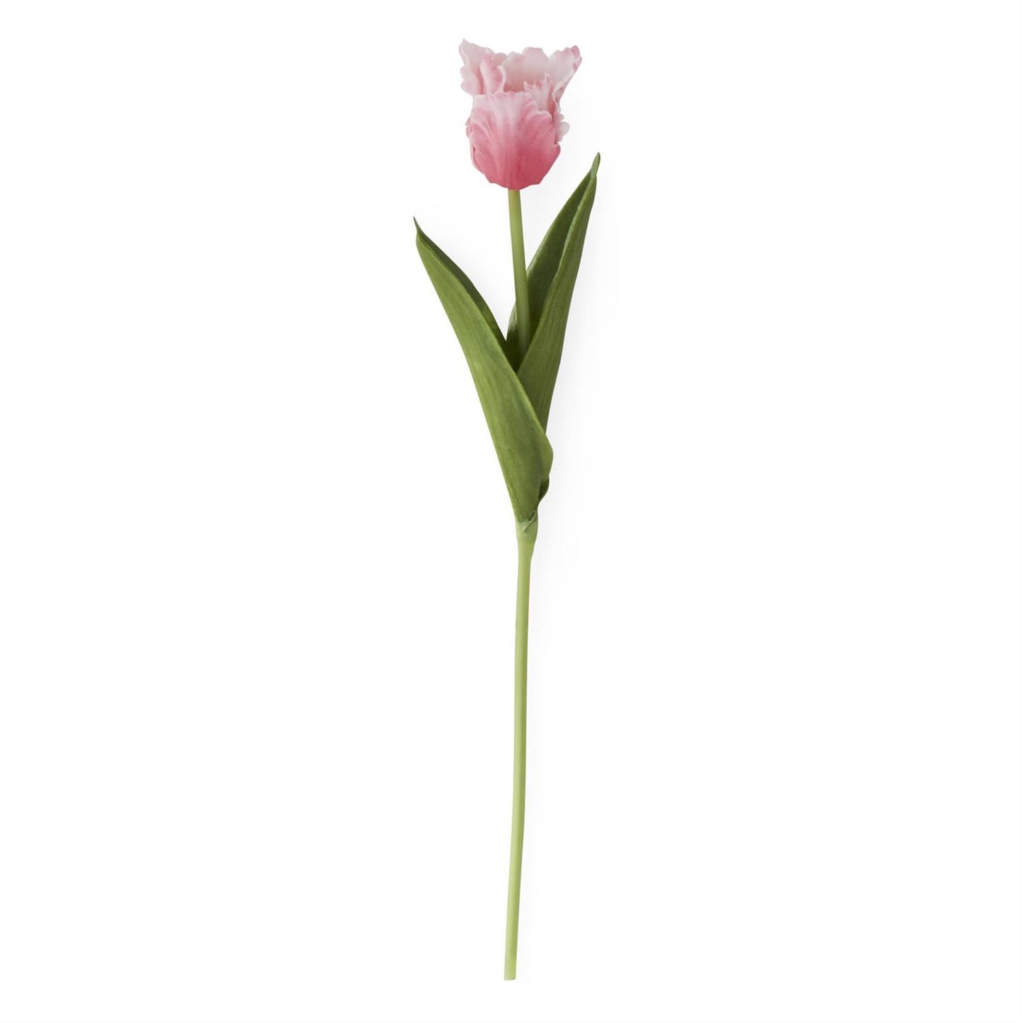 single stem of a rose colored parrot tulip