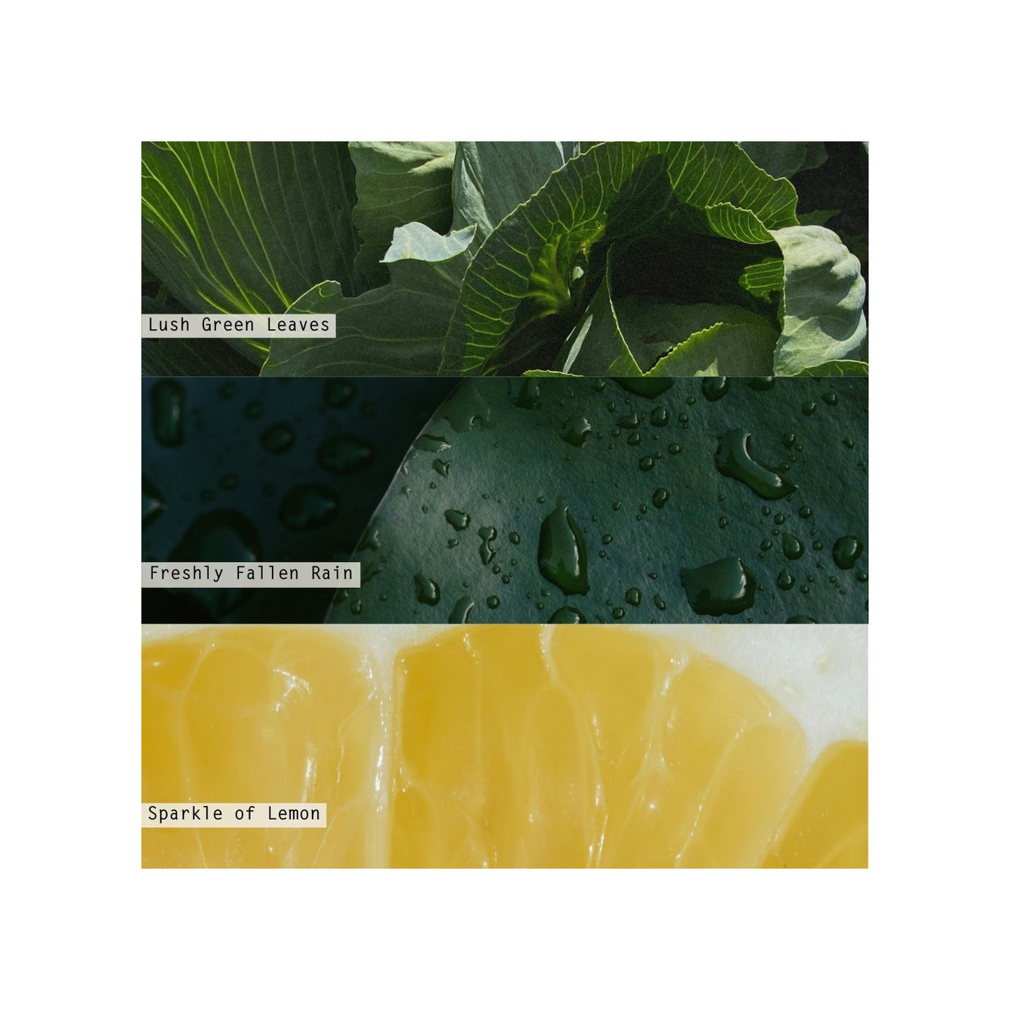 fragrance notes