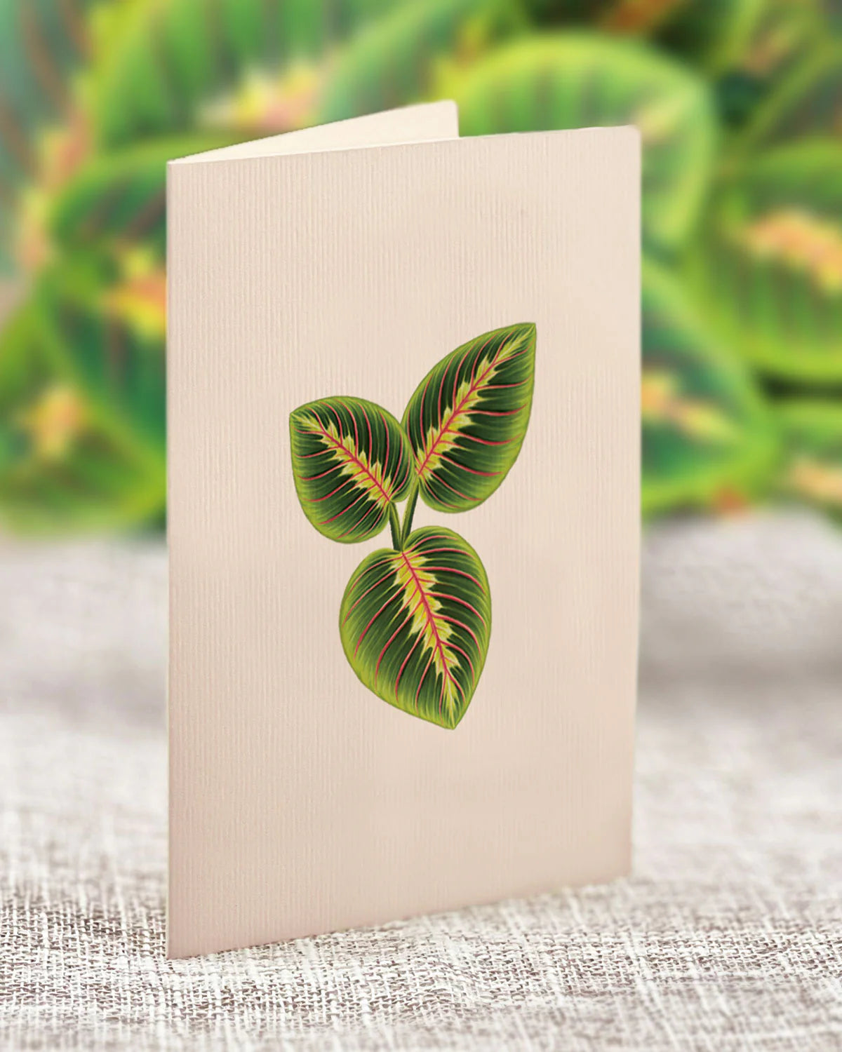 enclosure card for Mini Prayer Plant Pop-Up Card