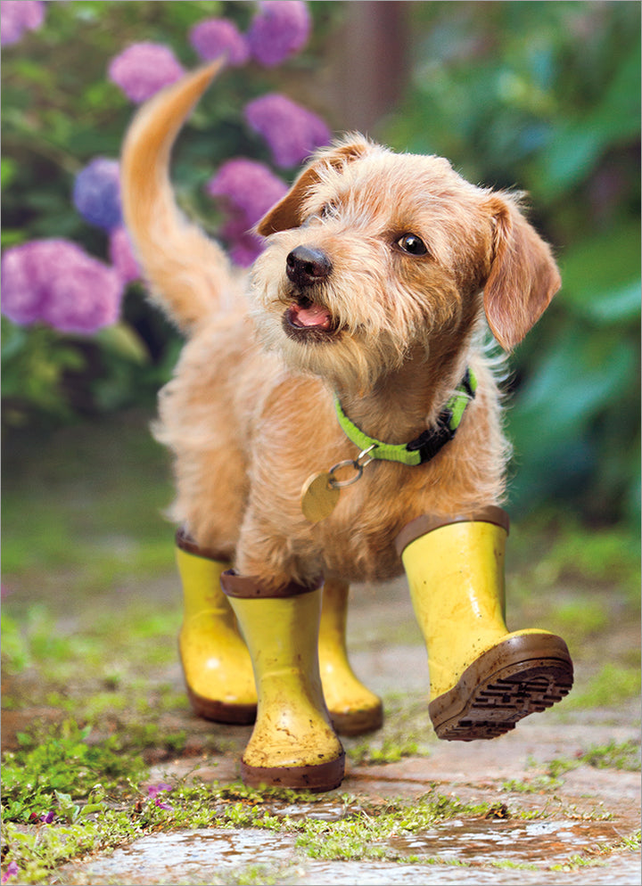 Avanti Puppy in Rainboots Feel Better Card – Kitchen Store More