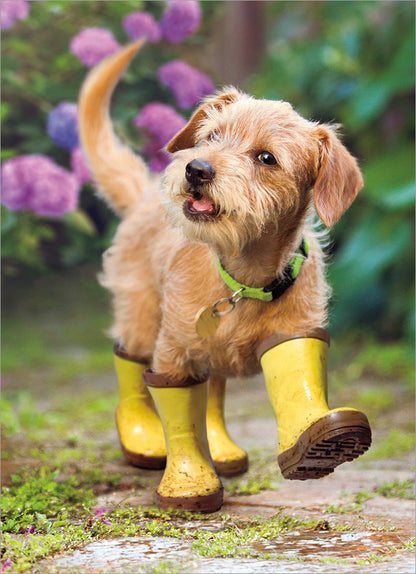 front of card has a picture of blond dog wearing yellow rainboots on a garden path