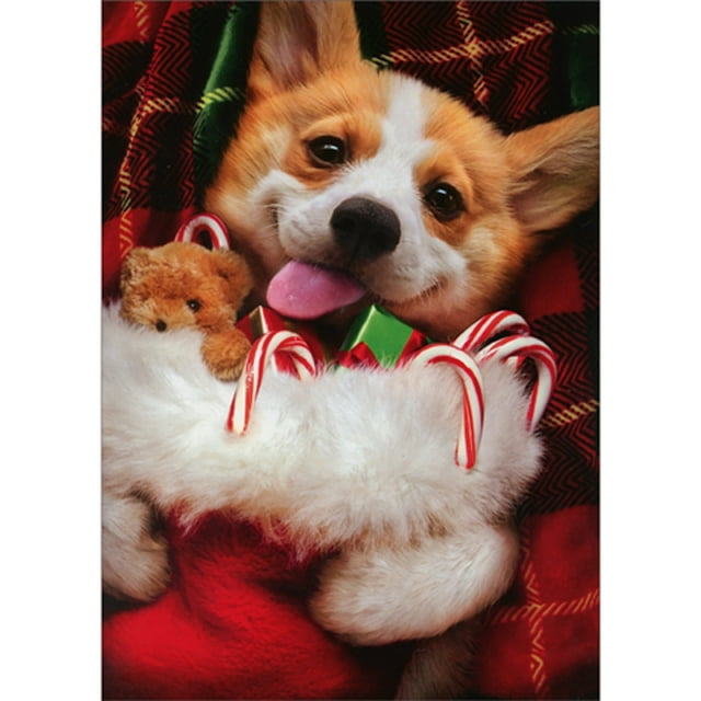 front of card is corgi laying on plaid blanket holding a stocking full of candy canes and a teddy bear