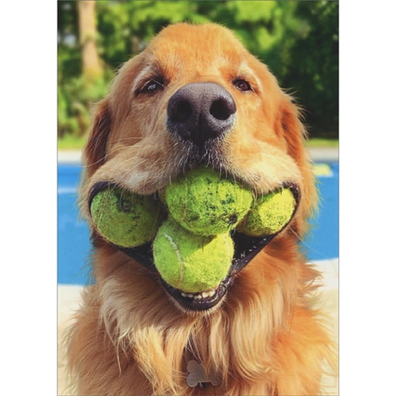 front of card is a golden retriever dog with four tennis balls in his mouth