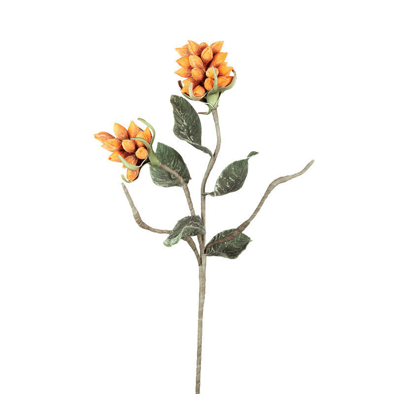 orange seedling pod with green leave on the stem shown on a white background.