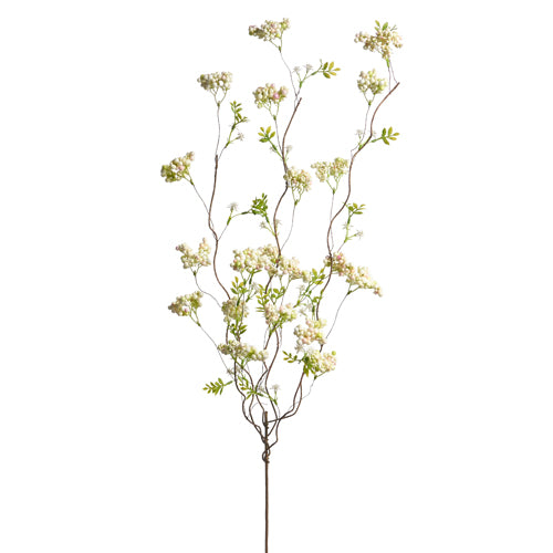 White Sedum Berry Branch on a white background