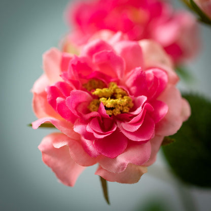 close-up of light pink Wild Rose Stem