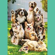 front of card is eight dogs waving standing in a yard