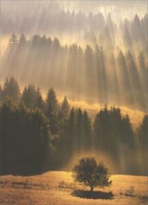 front of card is a realistic photo of trees in a field with sunrays shining down
