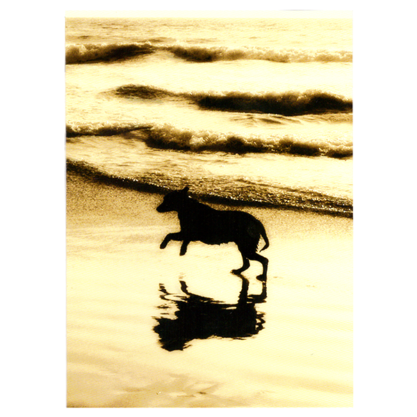 front of card is a dog running on a beach with waves in the background