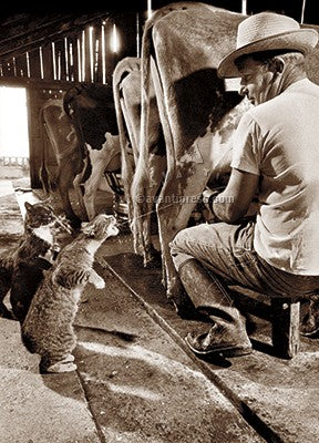 front of card is a photograph of a cat drinking cows milk while it's getting milked