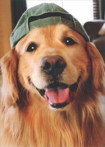 front of card is a photograph of a golden retriever wearing a baseball cap