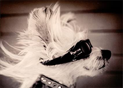 front of card is photograph of a dog wearing sun glasses and hair blowing in the wind