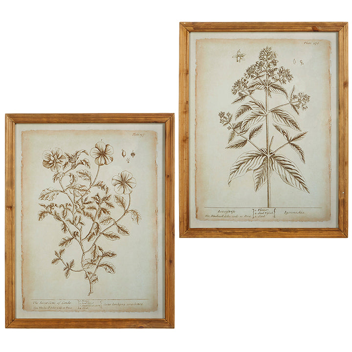 two different botanical framed prints have a light wood frame against a white background