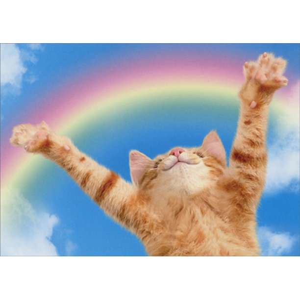 front of card is a photograph of a cat spreading front legs towards sky over a rainbow
