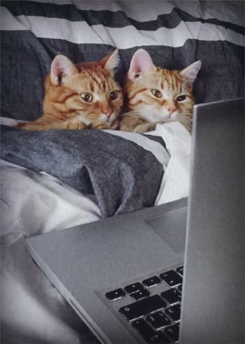 front of card is a photograph of two cats covered in a bed watching a show on a laptop