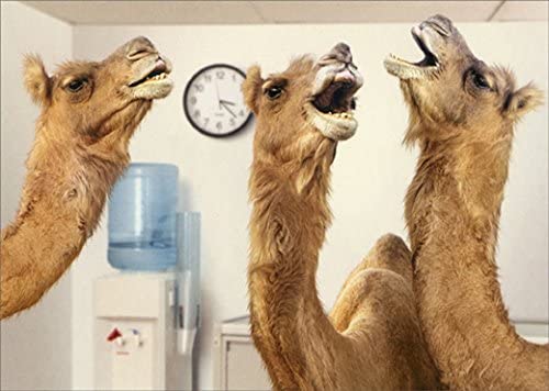 front of card is a photograph of llamas in an office talking near a water cooler