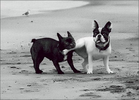 front of card is photograph of a dog with the log of another dog in it's mouth on the beach