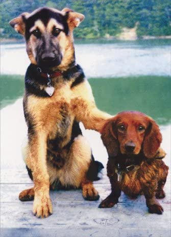 front of card is photograph of a large dog with it's paw on the back of a little dog