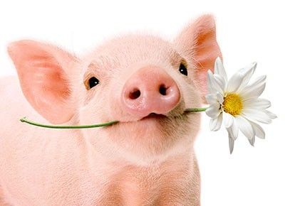 front of card is a photograph of a pig with a daisy in it's mouth