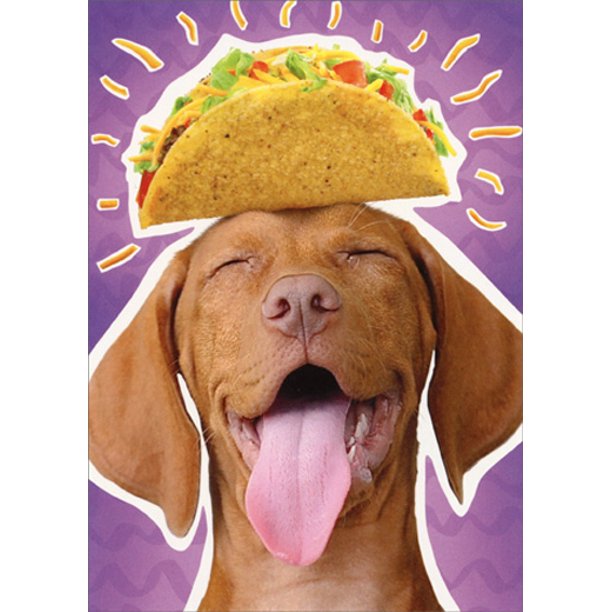front of card is photograph of a dog with a taco balancing on it's head