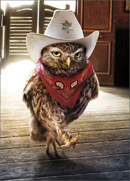 front of card is a photo of an owl dressed as a cowboy walking into a saloon