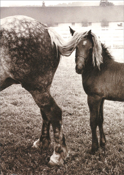 front of card is a photograph of a horse with the tail of another horse over it's head appearing to be it's own hair