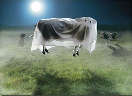 front of card is a photograph of a cow elevating above the ground wearing a ghost costume