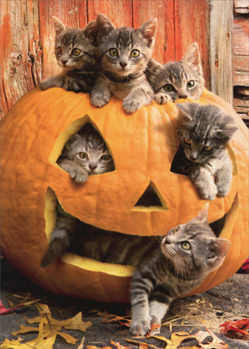 front of card is a photograph of kittens coming out of the holes in a jack-o-lantern