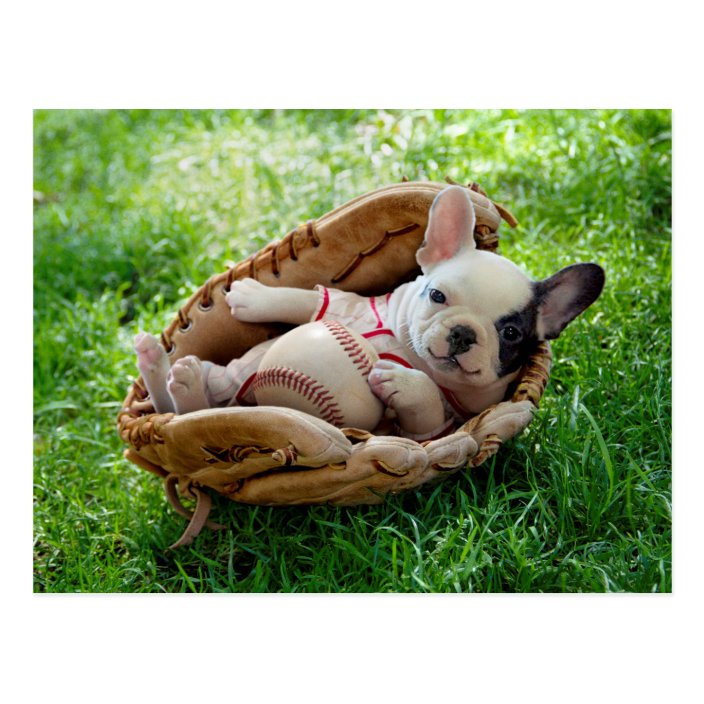 front of card has a black and white puppy in a baseball glove with a baseball in the grass