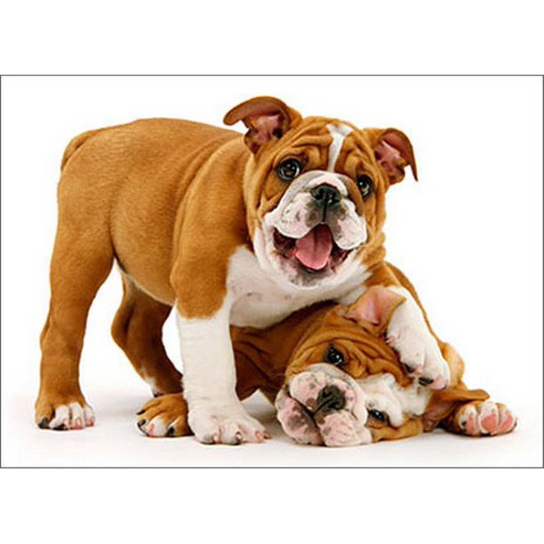 front of card is a photograph of two bulldogs playing on a white background