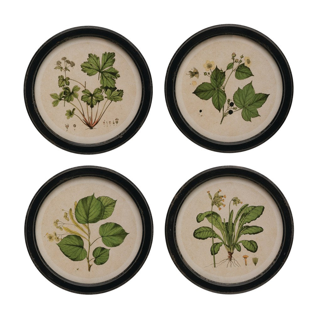 4 round botanical prints with black frames.