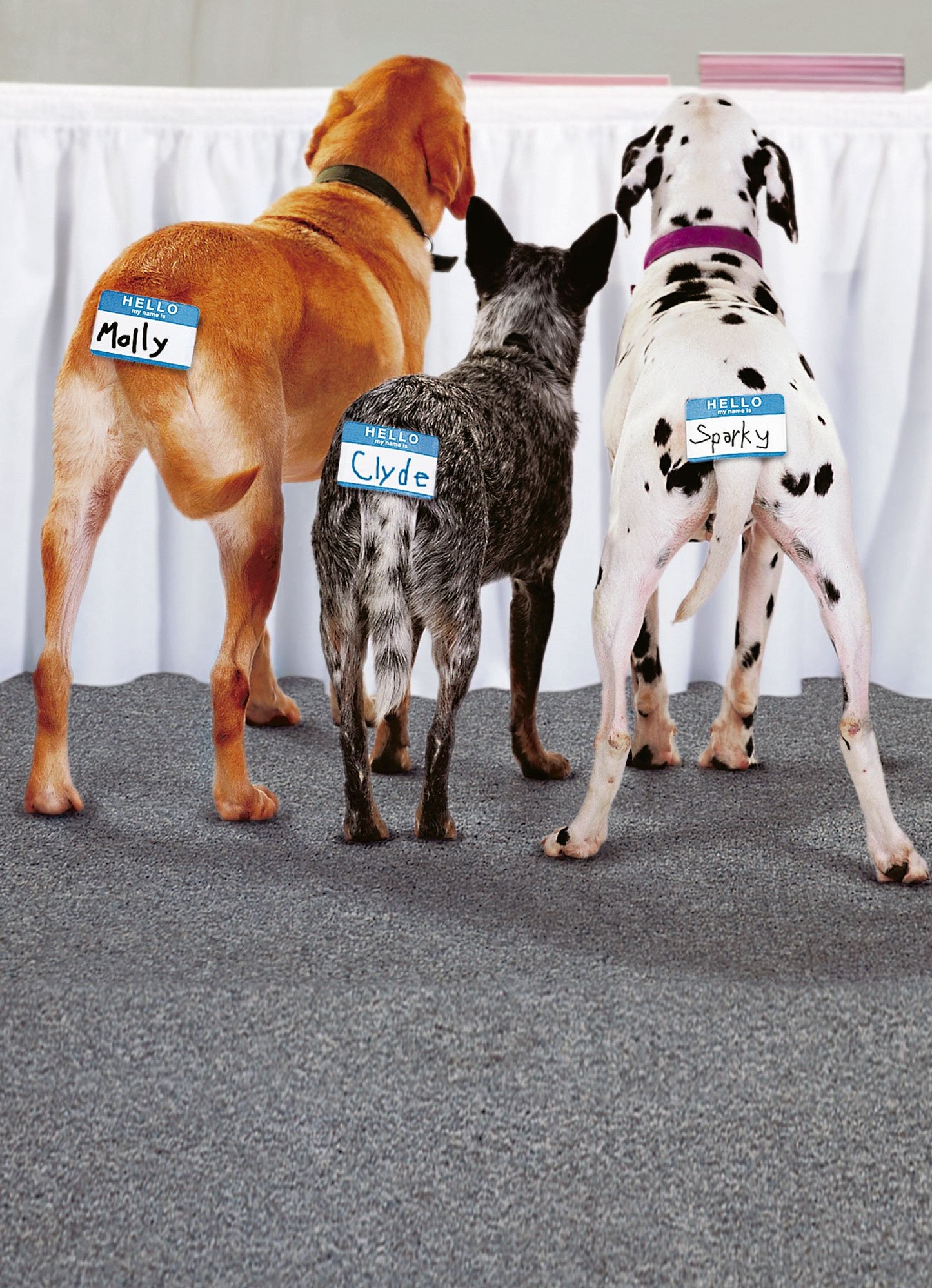front of card is a photograph of three dogs behinds with hello name is stickers just above their tails