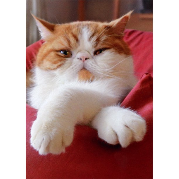 front of card is a photograph of a cat starring at the camera