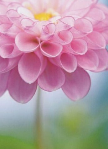 front of card is a photograph of a pink flower