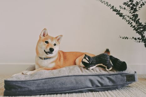 dog on dog bed with racoon toy.