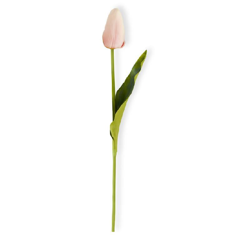 single stem of a light pink tulip.