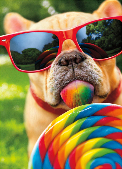 front of card as a small dog wearing red sunglasses licking a rainbow colored sucker outside