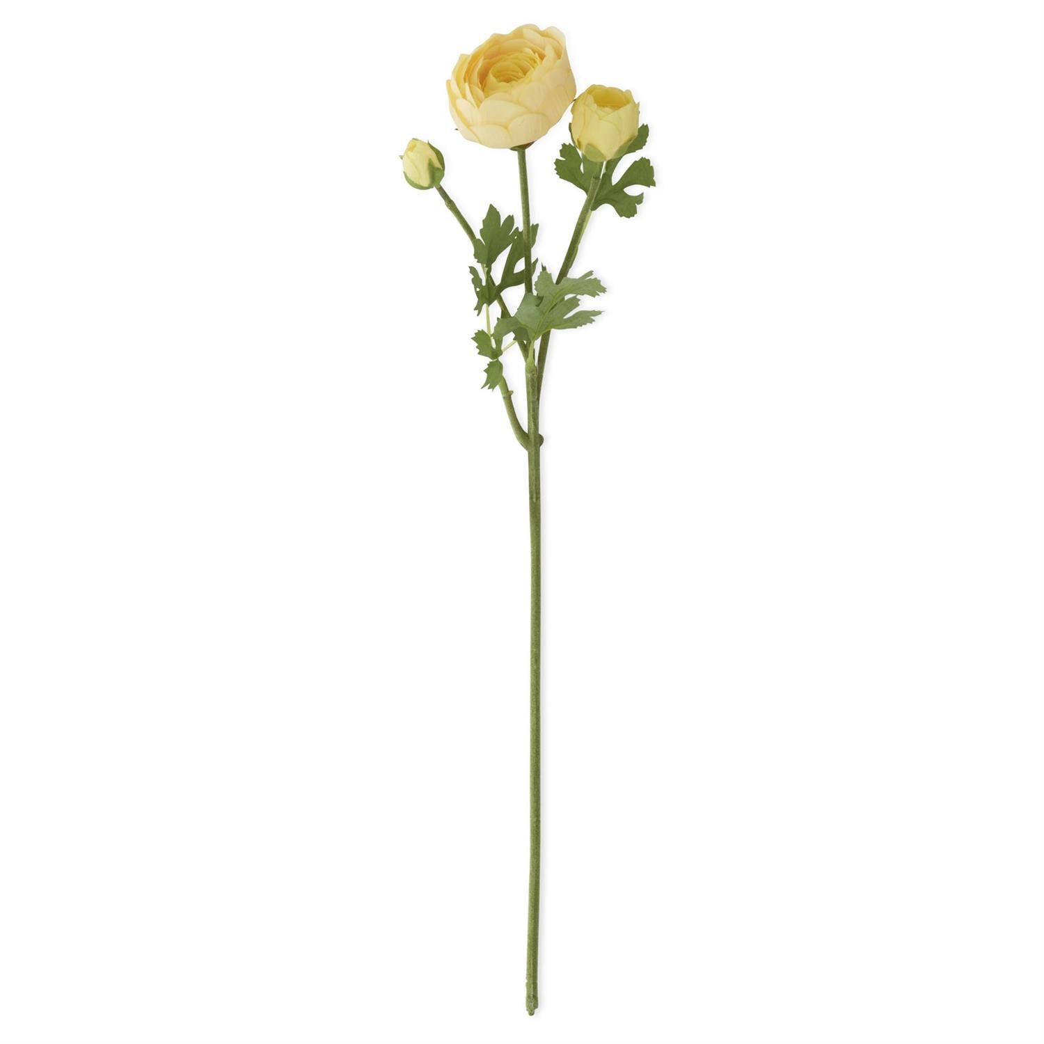large yellow ranunculus stem with 3 flower heads