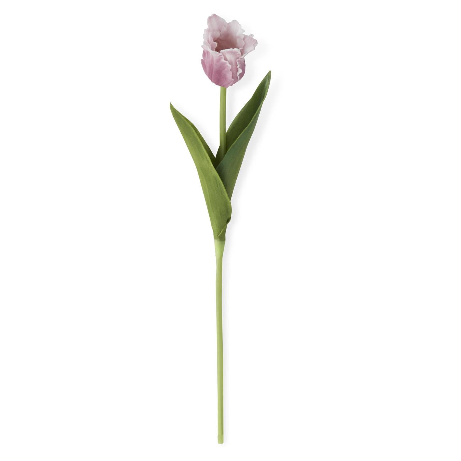 single stem of purple parrot tulip