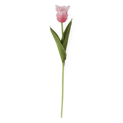 single stem of a rose colored parrot tulip