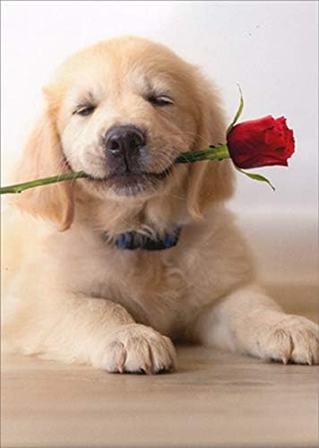 front of card is a golden lab puppy holding a rose in its mouth