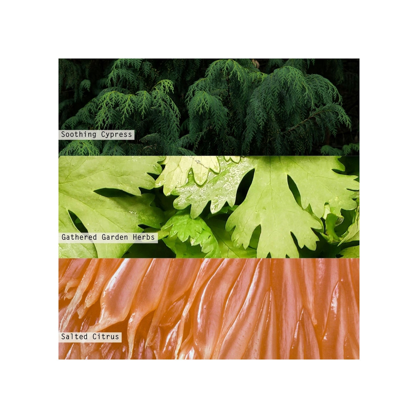 fragrance notes