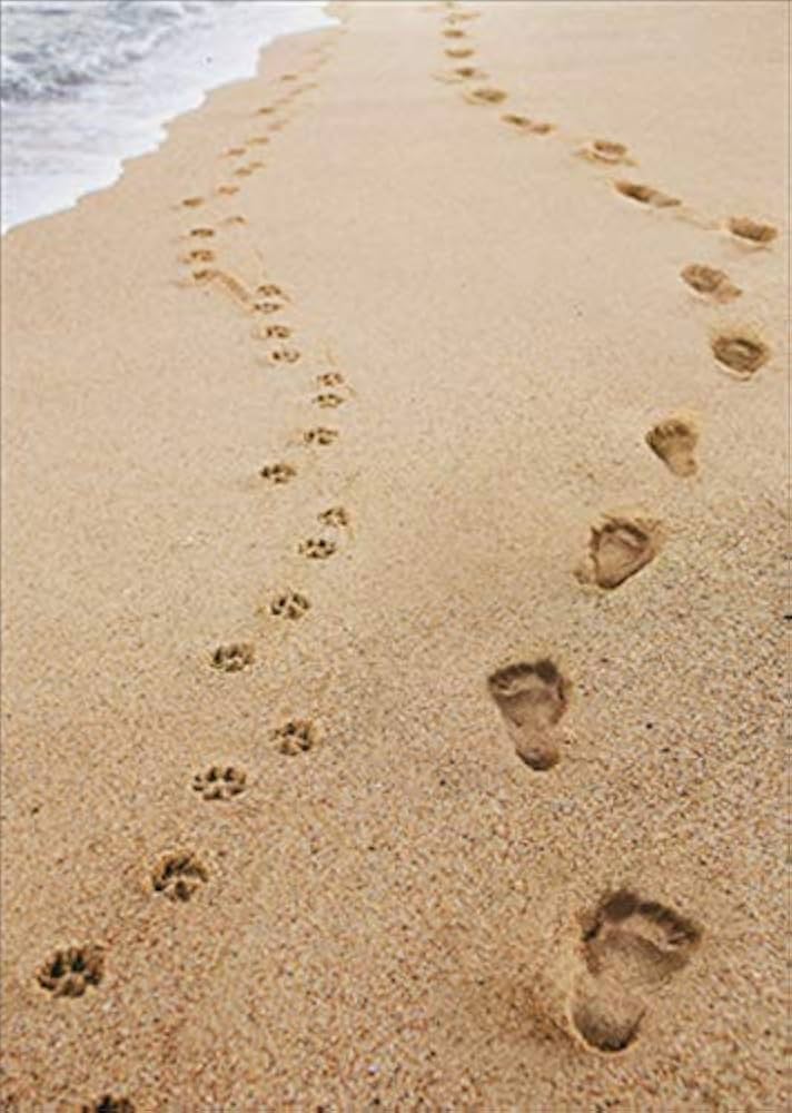 front of card is a photograph of footprints and paw prints on the beach