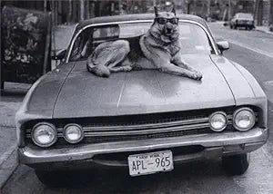 photograph of large dog laying on hood of old car with sunglasses on 