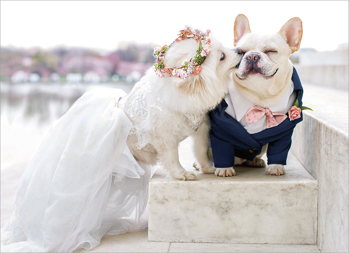 French Bulldog Wedding Dresses