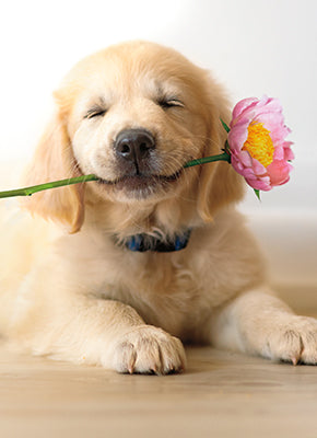 front of card has a yellow lab puppy holding a pink flower in its mouth while laying on the floor